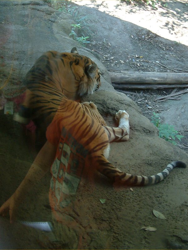 Images Of Tigers And Lions. tigers, lions (baby lion