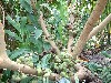 04figs.jpg