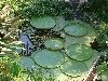 10waterlilies.jpg