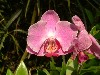 22orchid.jpg