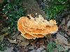 07fungus.jpg