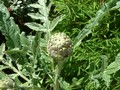 artichoke.jpg