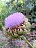 artichokeflower.jpg