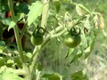 babytomatoes.jpg