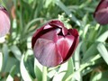 blacktulip.jpg