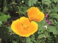 californianpoppies.jpg