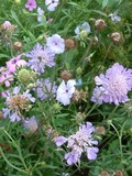 littlescabious.jpg