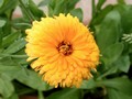 marigold.jpg