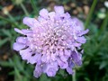 scabious.jpg