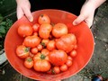 tomatoes.jpg