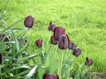 tulips.jpg