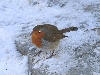 01snowrobin.jpg