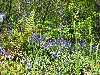 bluebellsandferns.thumb.jpg