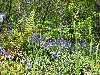 bluebellsandferns.thumb.jpg