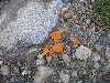 06orangepeelfungus.jpg