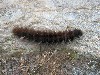 21hairycaterpillar.jpg