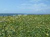 02machair.jpg