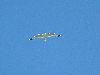05blueskygull.jpg