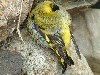 16siskin.jpg